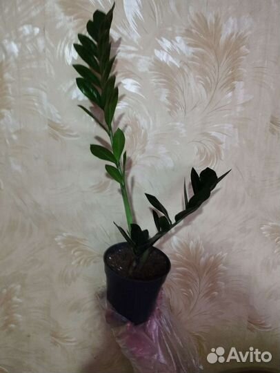 Замиокулькас черный равен, замиокулькас зеленый