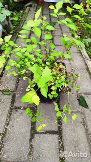 Спирея японская