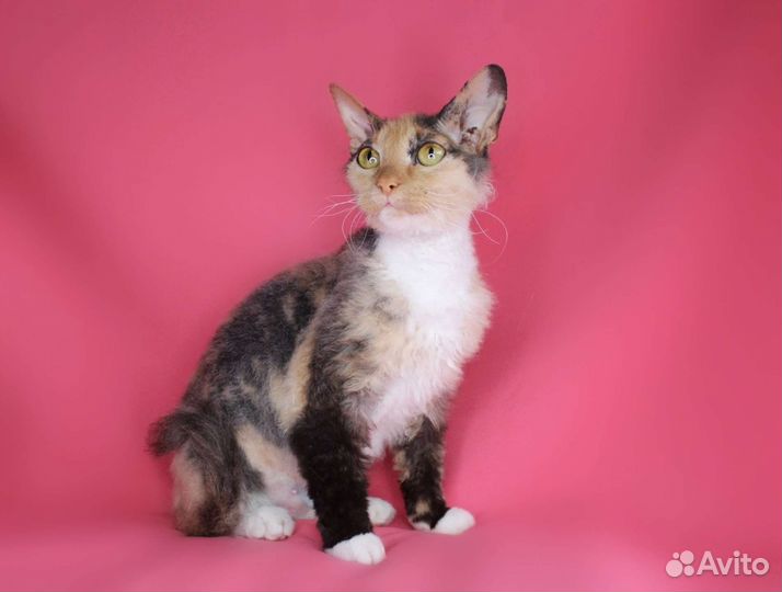 Кошка Маргарет