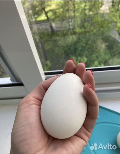 Инкубационное яйцо гусей