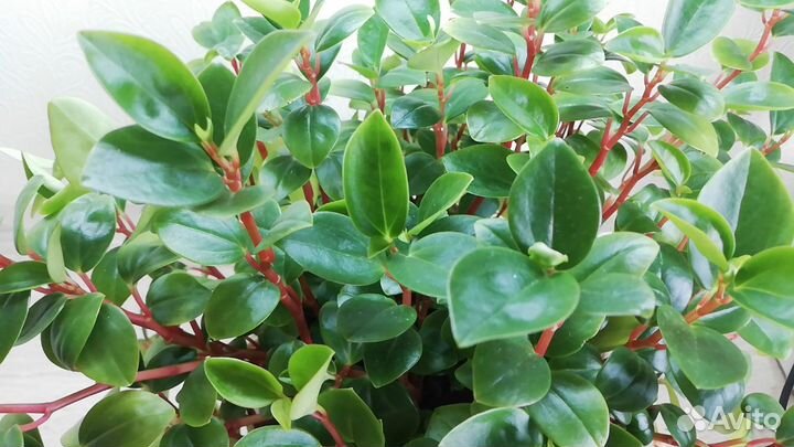 Комнатные цветы пеперомия, сингониум, декабрист