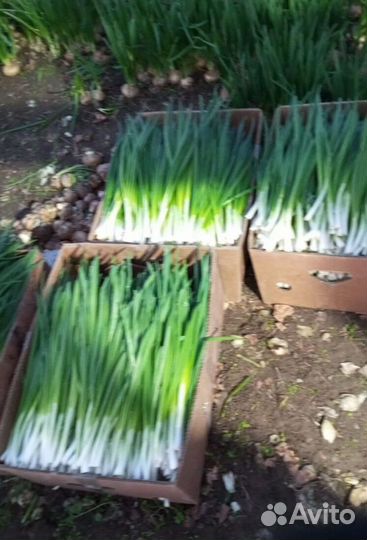 Лук зеленый свежей срезки LUK-5513