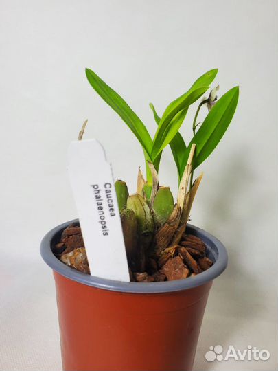 Редкая орхидея caucaea phalaenopsis