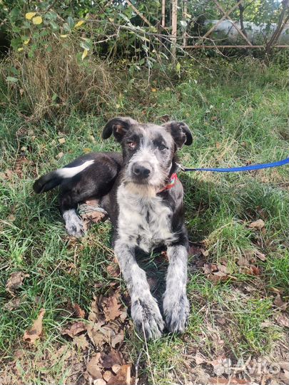 Собака в добрые руки отдам бесплатно