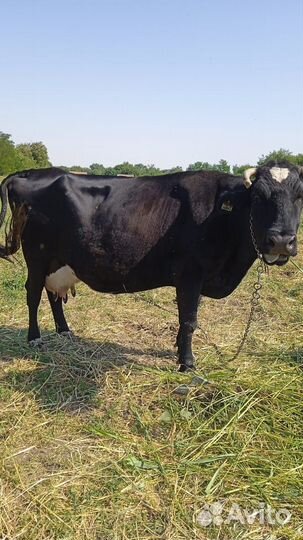 Коровы дойные молочные ставропольский край