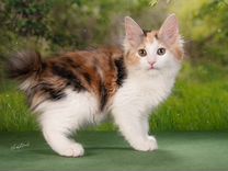 Трехцветный котенок из питомника