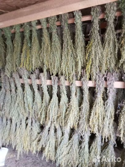 Полынь горькая