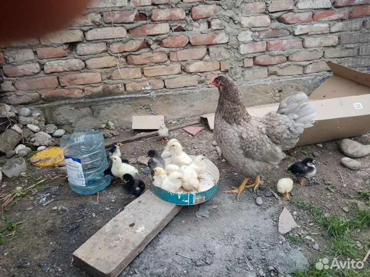 Курица и цыплята