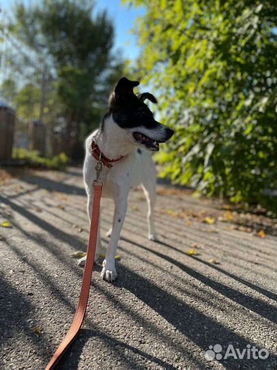 Маленькая собачка в добрые руки