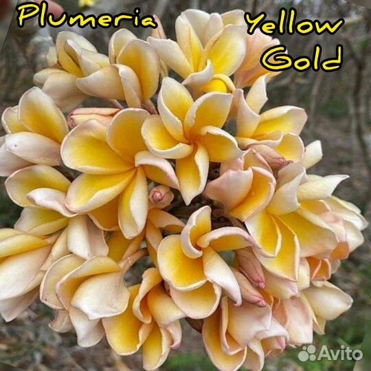 Плюмерия семена