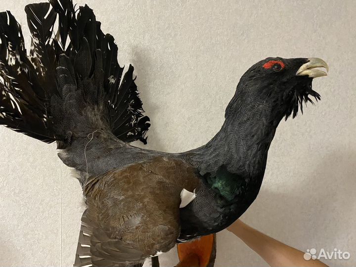 Чучело тетерева