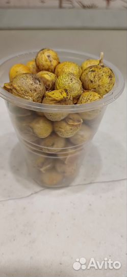 Чеснок рокамболь
