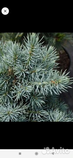 Ель голубая Mecky