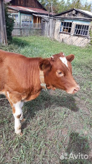 Тёлочка 7 месяцев