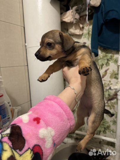 Щенок в добрые руки