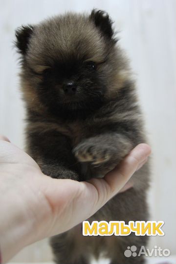 Щенки шпица