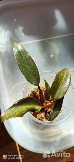 Редкие филодендроны