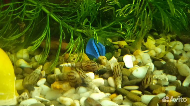 Улитки аквариумные