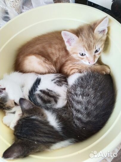 Котята в добрые руки 1 месяц