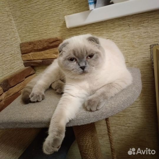 Шотландские прямоухие котята