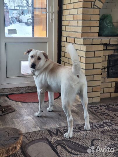 Вязка Лабрадор ретривер