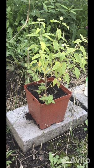 Ромашка крупная. Многолетники