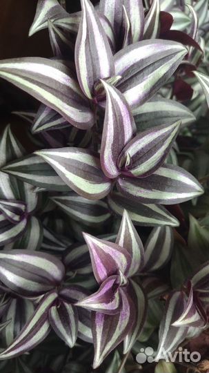 Траденсканция