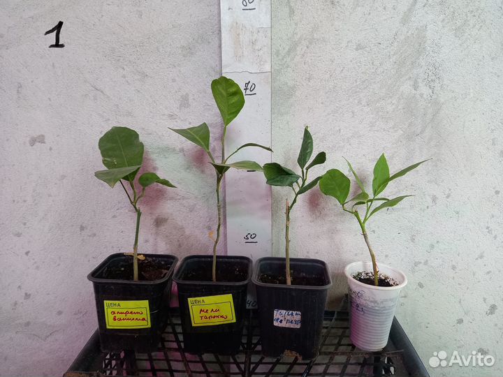 Саженцы цитрусовых (апельсины, лимоны, мандарины)