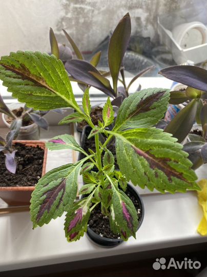 Комнатные растения