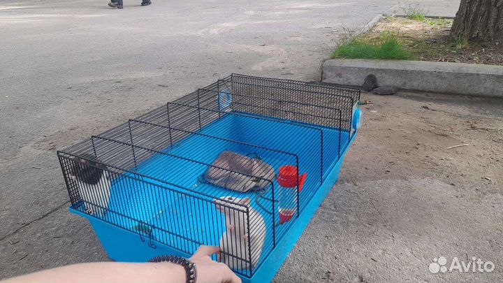 Продам клетку без крыс