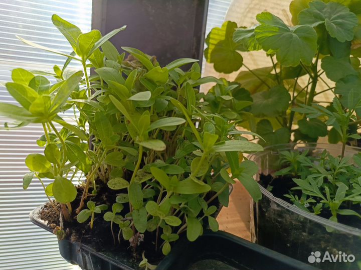 Рассада цинии