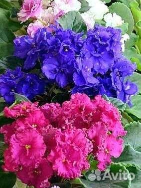 Сортовые фиалки лист