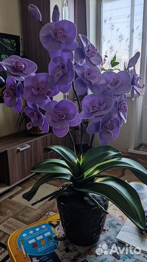 Орхидея-ночник