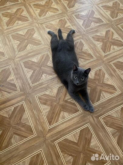Отдам кота в добрые руки