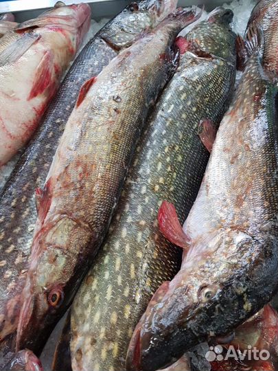 Свежая рыба судак лещ щука