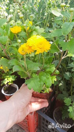 Хризантемы