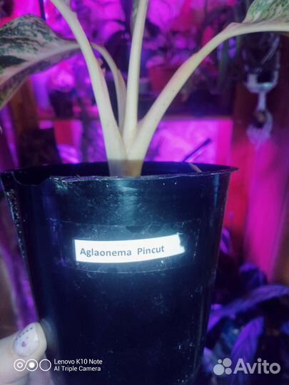 Аглаонемы Крит и Пинкат (Pincut)