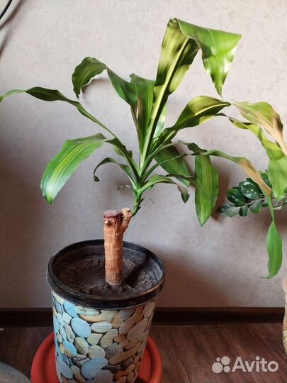 Драцена массанжеана