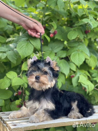 Йоркширский терьер