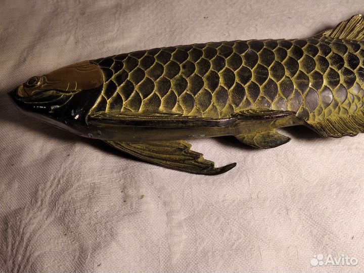 Рыба бронза