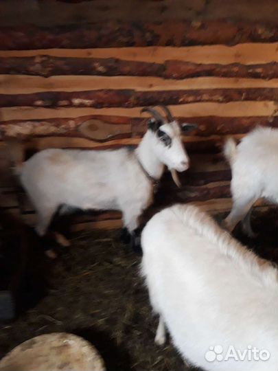 Козел и 2козы