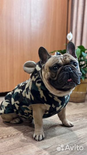 Шью, продаю одежду для французких бульдогов