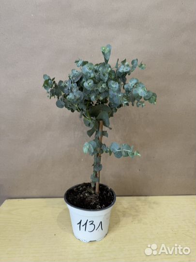 Эвкалипт комнатное растение в горшке