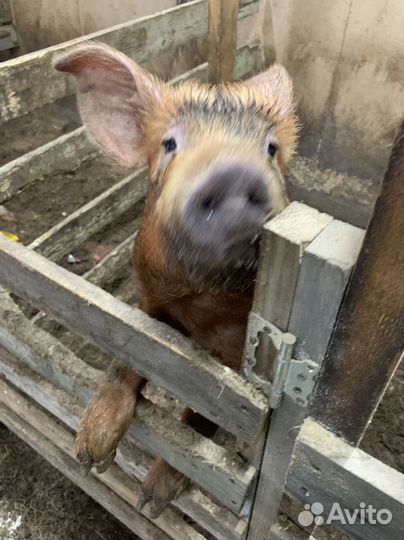 Свиньи, свиноматки, хряк