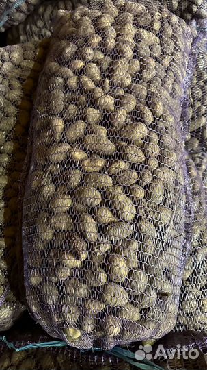 Семенной картофель