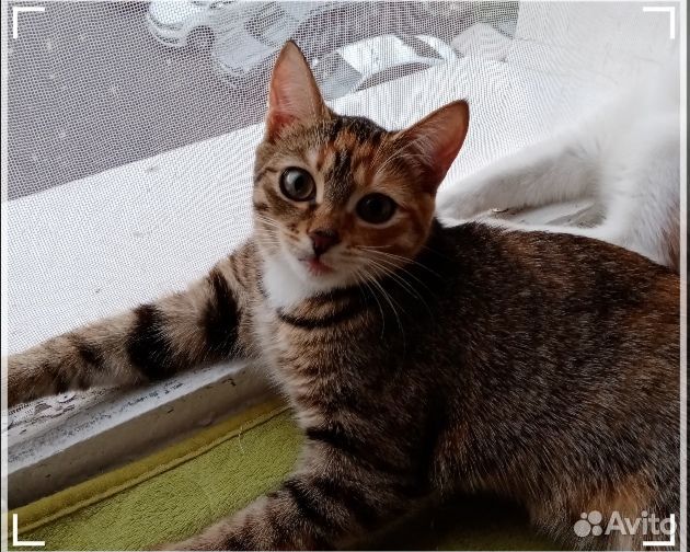 Домашние животные кошки