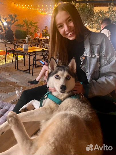 Передержка домашних животных