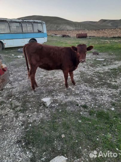 Корова с теленком