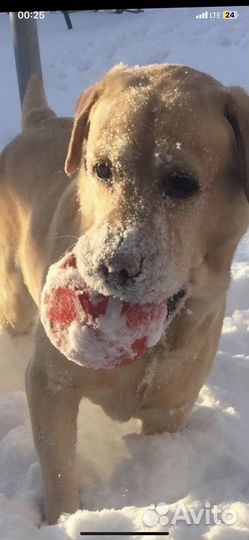 Выгул собак