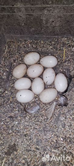 Утиные яйца